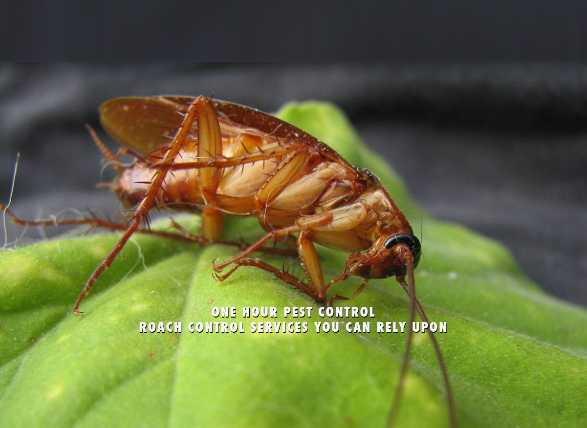 nyc pest control cockroaches flying cockroach bronx