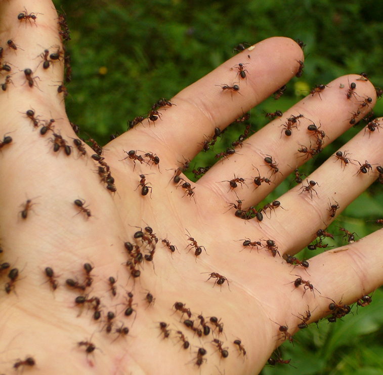 Ants and Insects Pest Control Exterminators NYC,Exterminators in Manhattan, Exterminators New York City, Exterminators in Bronx, Exterminators in Brooklyn, Exterminators n Long Island City LIC West Bronx East Bronx Northwest Bronx Northeast Bronx Southwest Bronx Southeast Bronx