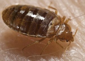 Get rid of Bed Bugs in NYC - Remove bed bugs in Manhattan