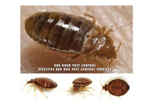 24 Hour Pest Control Exterminators NYC, Brookyln, Manhattan, Queens, Bronx and Long Island City, bed bugs, roaches, rodents, rats, mice, extermination