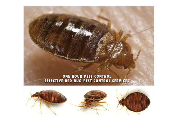 Top Bed Bug Treatment Services In Charlotte Nc