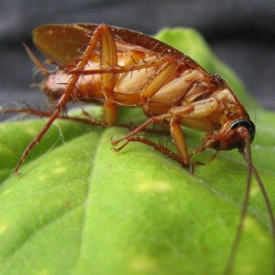 Get rid of cockroaches today! New York City Brooklyn, 24 Hour Pest Control Exterminators NYC, Brookyln, Manhattan, Queens, Bronx and Long Island City, bed bugs, roaches, rodents, rats, mice, extermination