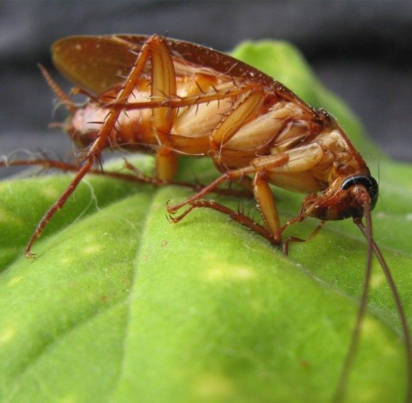 Monthly Roach Service - Best Pest Control NYC at  