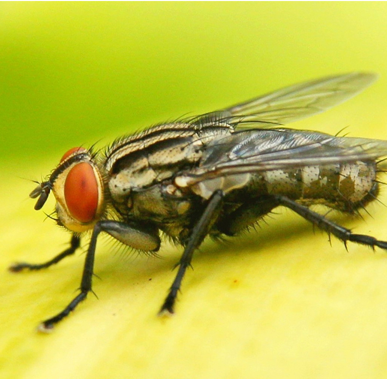 Fruit Flies Fruit Fly Pest Control Exterminators New York City NYC, Exterminators  Queens, Exterminators  Bronx, Exterminators  Brooklyn, Exterminators  Long Island City LIC Financial District Lower East Side Upper East Side Midtown