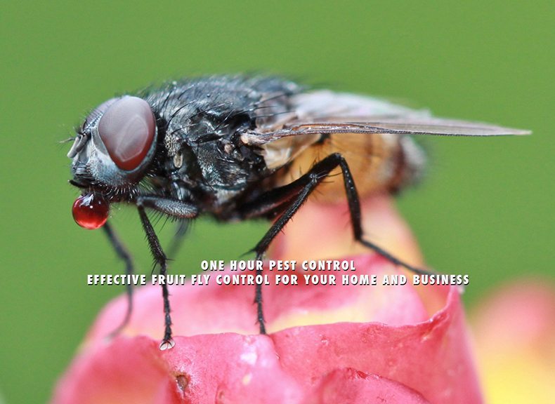 9 Tips for Preventing & Eliminating Fruit Flies - Bug House Pest Control