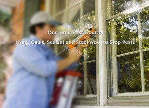 Using Caulk, Sealant and Steel Wool to Stop Pests in NYC, Brookl