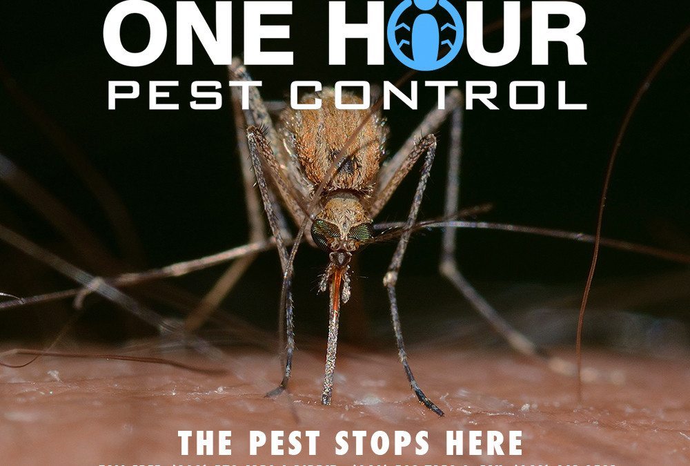 24 Hour Pest Control Exterminators NYC, Brookyln, Manhattan, Queens, Bronx and Long Island City, bed bugs, roaches, rodents, rats, mice, extermination