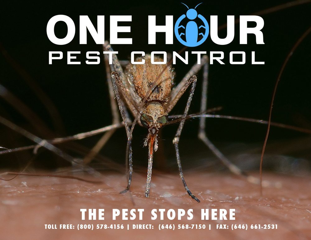 24 Hour Pest Control in New York for your Home and Business