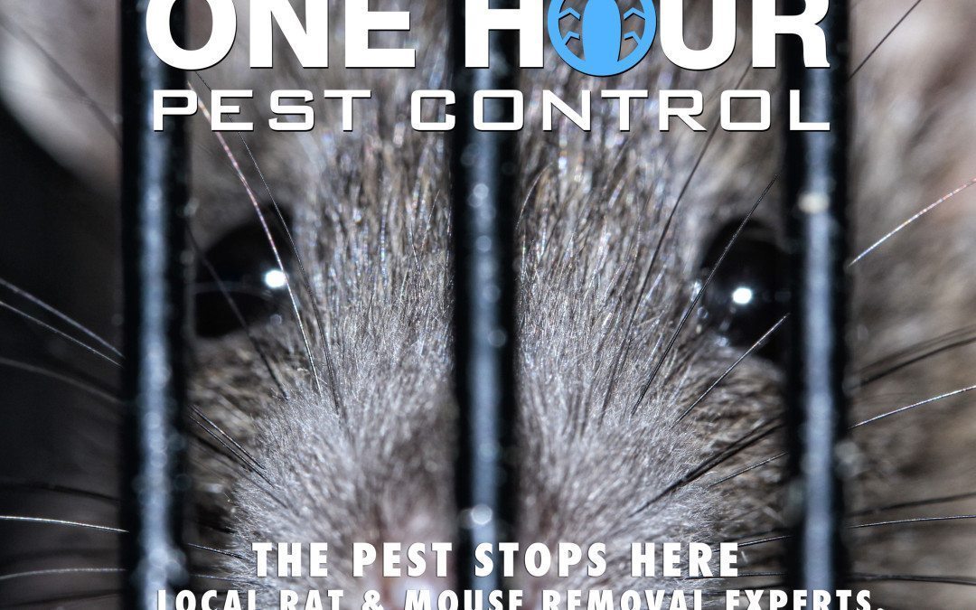 24 Hour Pest Control Exterminators NYC, Brookyln, Manhattan, Queens, Bronx and Long Island City, bed bugs, roaches, rodents, rats, mice, extermination