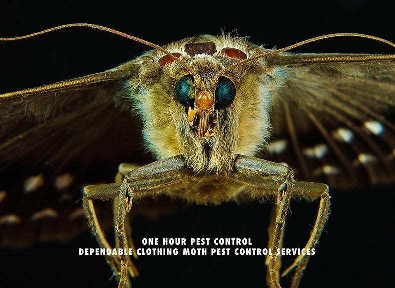How to control clothes moths