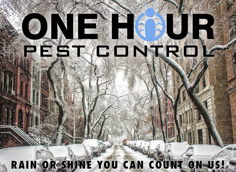 Pest Control In the Winter