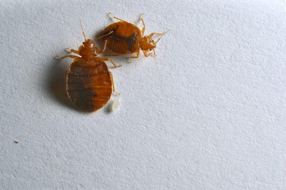 Bed Bug Pictures - Bed Bug Exterminators in NYC, Brooklyn  