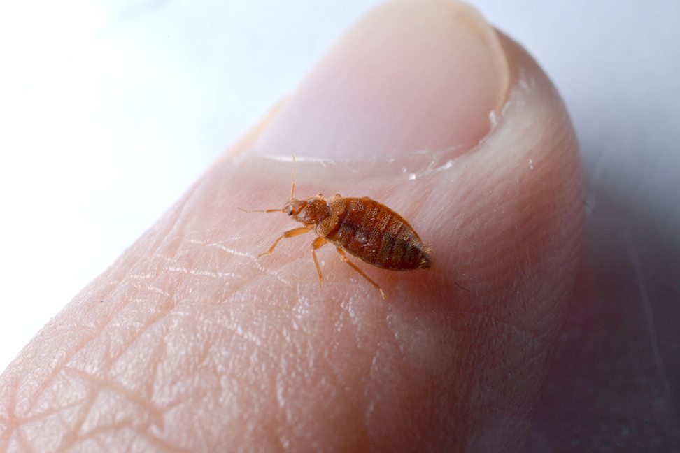 bed bug pest control