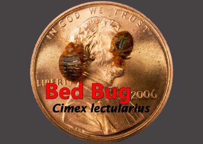 Bedbug, Insect, Temperate Bedbug, Bloodsucking, Biting, bed bugs exterminator, bed bugs exterminator cost, bed bugs exterminator near me, bed bug inspection cost, bed bug inspection checklist, bed bugs, cheapest exterminator for bed bugs, best bed bug exterminator, bed bugs exterminator, bed bugs exterminator prices, bed bug extermination, Bed bug exterminator, Bed bug exterminator in brooklyn, Bed bug exterminator in manhattan, Bed bug exterminator in queens, Bed bug exterminator in long island city, Bed bug exterminator in bronx, Bed bug exterminator in nyc, bed bugs symptoms,