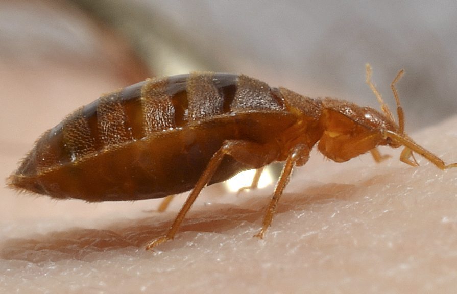 Residential Bed Bug Extermination Nyc