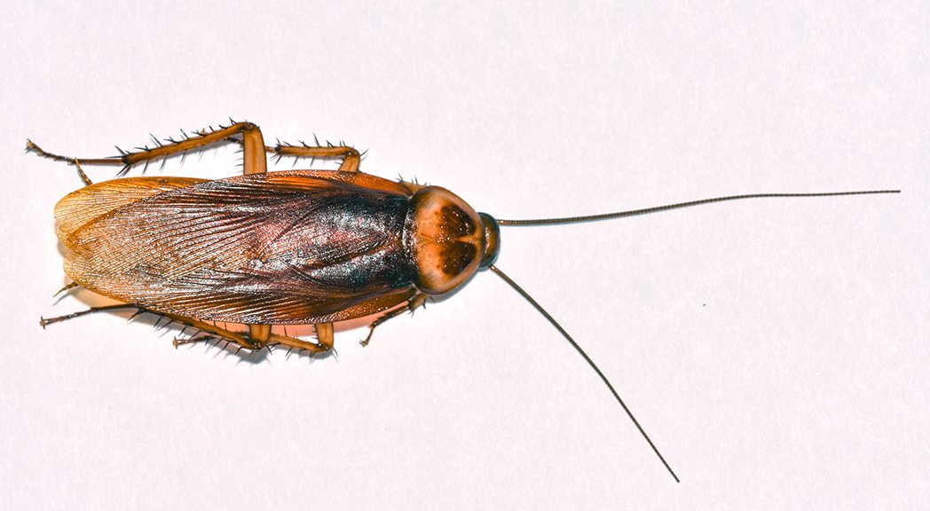 La cockroach