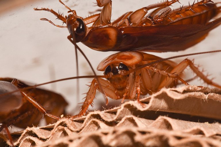 cockroach pictures nyc, bronx, brooklyn, queens and long island city