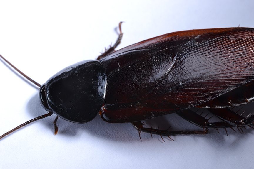 cockroach nyc identification exterminator island bronx