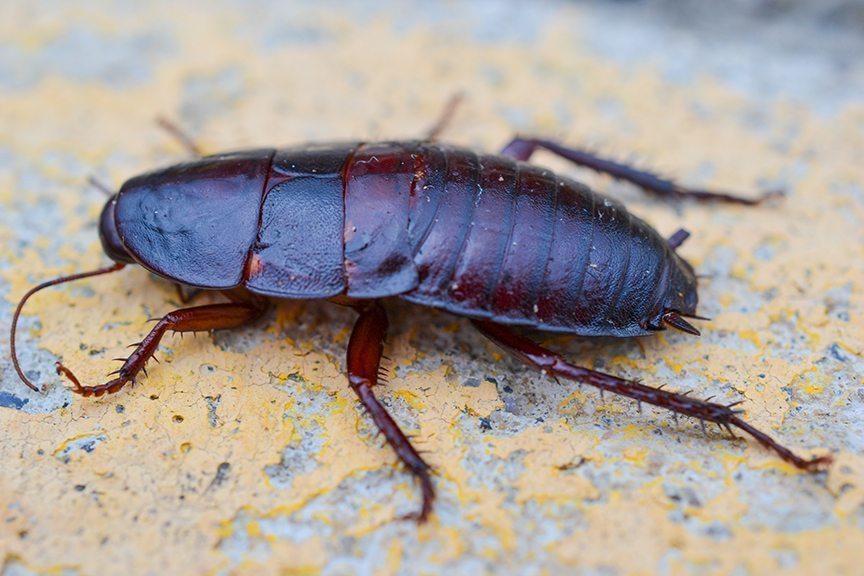 cockroach nyc florida woods side outdoor island identification