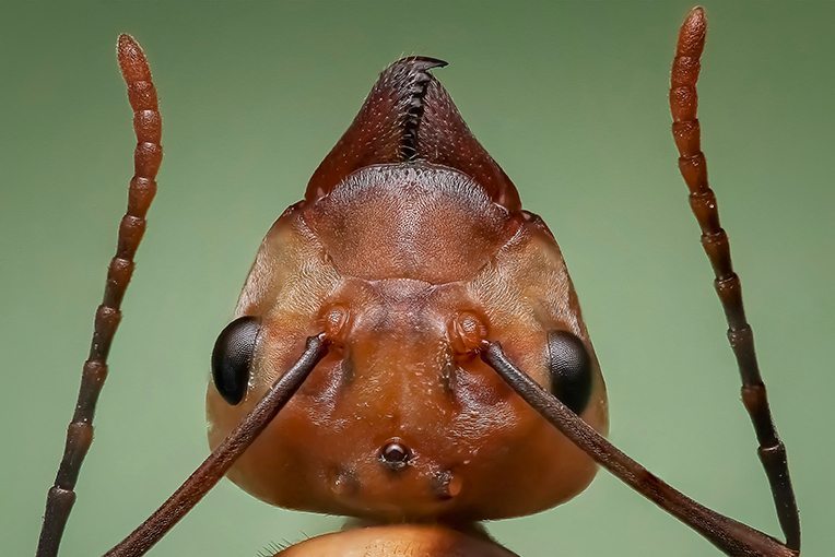 Ant Control Exterminator NYC