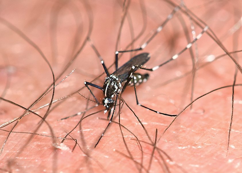 mosquito control service; mosquito; mosquito; gnat; closeup; isolated; dirty; malaria parasite; pest; irritation; epidemic; stinger; macro; wing; magnification; biology; haustellum; danque fever; insect; bloodsucker; unhygienic; virus; fever; nature; detail; tentacle sucker; animal; stinging
