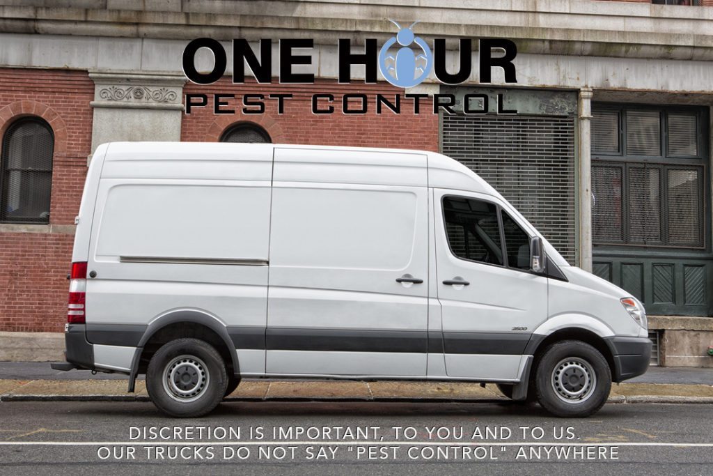 24 Hour Pest Control Exterminators for your home hand business in NYC