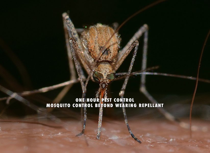 Mosquito Season in New York