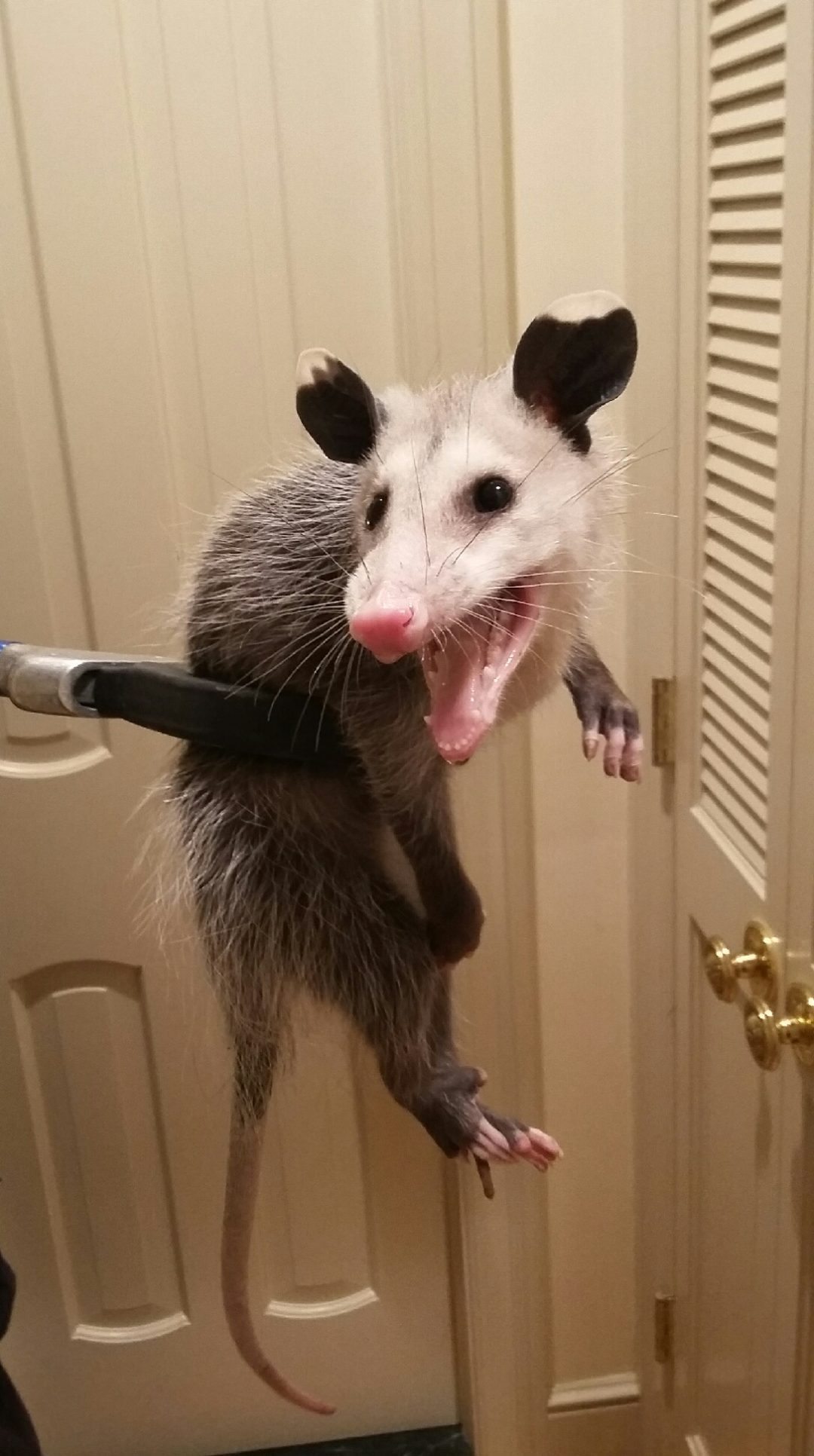 Opossum in the House One Hour Pest Control