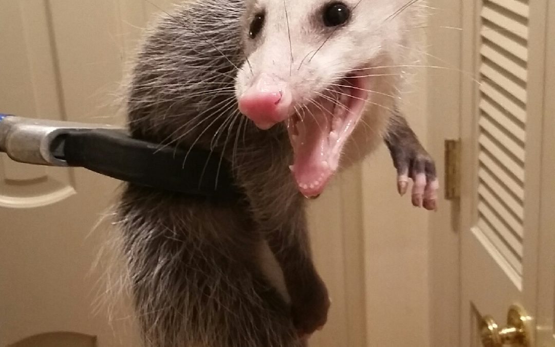 Opossum in the House