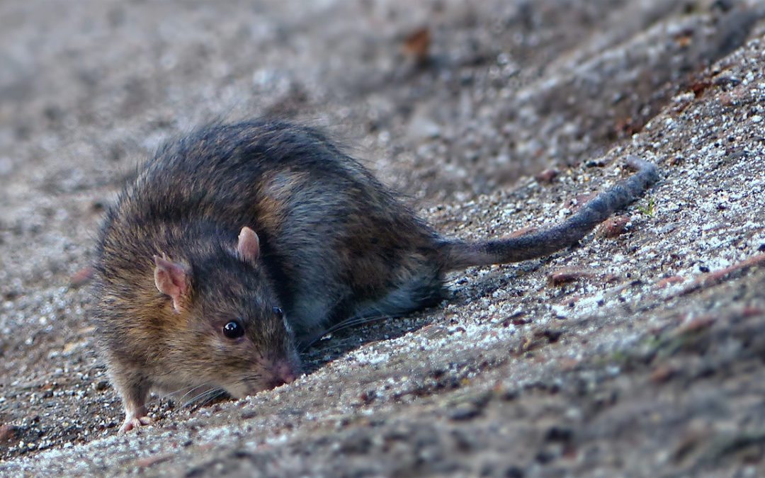 Rat diseases in New York City
