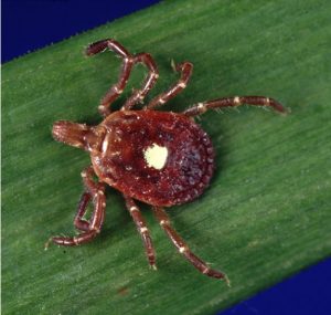 Ticks live by feeding on the blood of mammals and birds