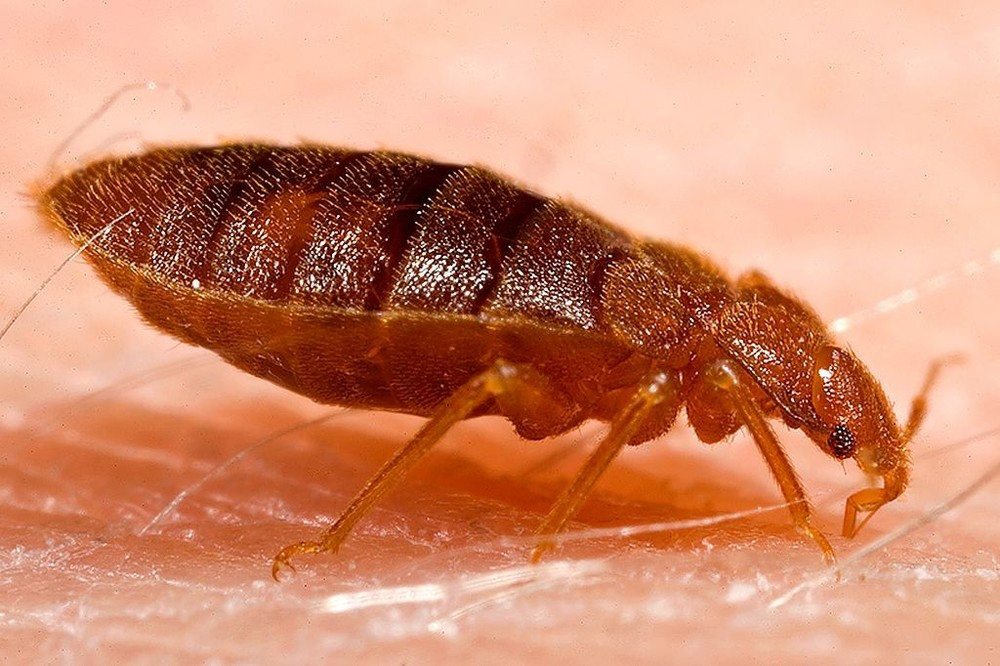 Syracuse Bed Bug Inspection